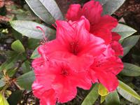 Rhododendron