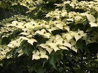 Dog Wood Tree, Emblem von BC