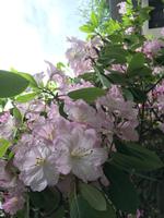 Rhododendron in Ketchikan