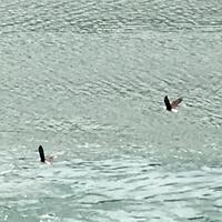 Weisskopfadler beim Fischen