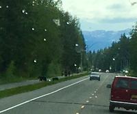 Schwarzbaerin ueberquert die Strasse mit 3 Jungen in Juneau