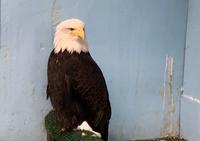 Der verletzte Weisskopfadler 