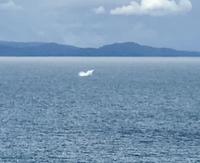 Die Orca springt aus dem Wasser und platscht seitlich nieder ! 