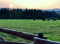 Pferdekoppel bei der Wells Gray Guest Ranch