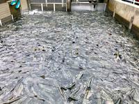 Lachsbrüterei in Juneau