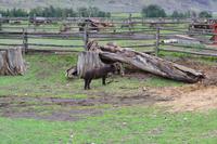 Auf der Hat Creek Ranch