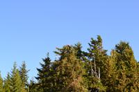 Kreuzfahrt Alaska - Ketchikan  - Bootsausflug & Adlerbeobachtung