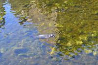 Kreuzfahrt Alaska - Ketchikan