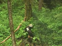 verliebte Weisskopfadler