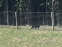 der riesen Schwarzbaer