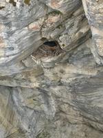 ein Nest in der Canyon-Wand