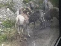 Krummhornschaf-Familie