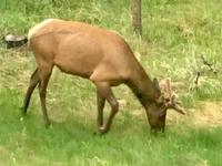 meine Hoerner sind am wachsen