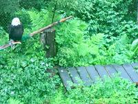 amtlicher Weisskopfadler