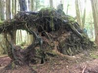 das Loch in der Wurzel