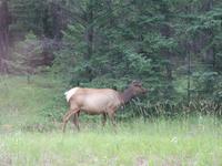 4. Tag Weiterreise nach British Columbia - Kamloops (27)