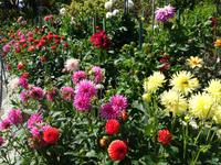 6. Tag Ausflug nach Vancouver Island (11)