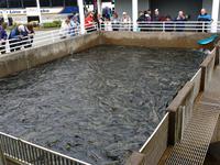 10. Tag Juneau - Alaskas Hauptstadt - Eberhardt-Ausflug inklusive (7)