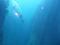 14. Tag Ankunft in Seward - Exit-Gletscher - Anchorage (10)