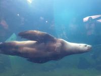 14. Tag Ankunft in Seward - Exit-Gletscher - Anchorage (12)