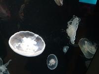 14. Tag Ankunft in Seward - Exit-Gletscher - Anchorage (13)