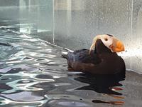 14. Tag Ankunft in Seward - Exit-Gletscher - Anchorage (15)