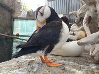 14. Tag Ankunft in Seward - Exit-Gletscher - Anchorage (17)