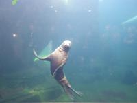 14. Tag Ankunft in Seward - Exit-Gletscher - Anchorage (36)