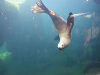 14. Tag Ankunft in Seward - Exit-Gletscher - Anchorage (38)