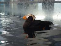 14. Tag Ankunft in Seward - Exit-Gletscher - Anchorage (43)