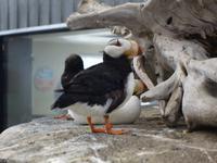 14. Tag Ankunft in Seward - Exit-Gletscher - Anchorage (45)