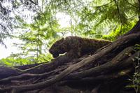 Vancouver Island – The Butchart Gardens, Sunken Garden