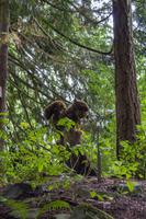 Vancouver Island – The Butchart Gardens, Sunken Garden