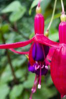 Vancouver Island – The Butchart Gardens