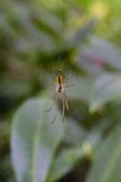 Vancouver Island – The Butchart Gardens