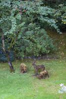 Vancouver Island – The Butchart Gardens, Sunken Garden