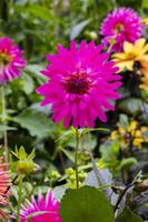 Vancouver Island – The Butchart Gardens