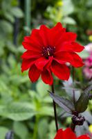 Vancouver Island – The Butchart Gardens