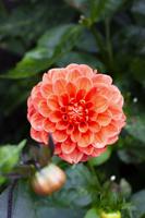 Vancouver Island – The Butchart Gardens