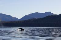 Icy Strait Point – Walbeobachtung