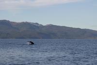 Icy Strait Point – Walbeobachtung