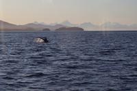 Icy Strait Point – Walbeobachtung