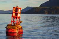 Icy Strait Point – Seelöwen