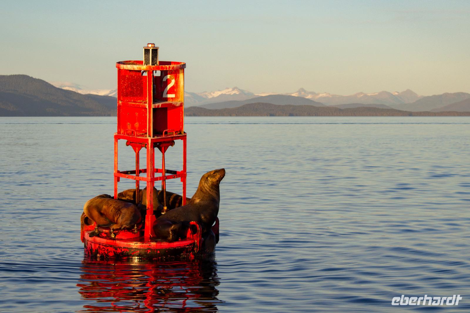 Icy Strait Point – Seelöwen