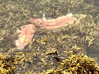 Dieser Lachs hat gelaicht