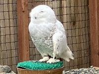 Die coole Schneeule im Reha Zentrum