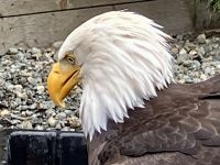 Ich schau Euch nicht an !