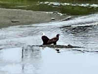 Weisskopfadler Jung und Alt