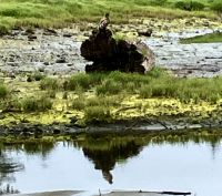 Junger Weisskopfadler