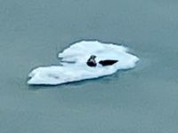 2 Seehunde ruhen sich aus